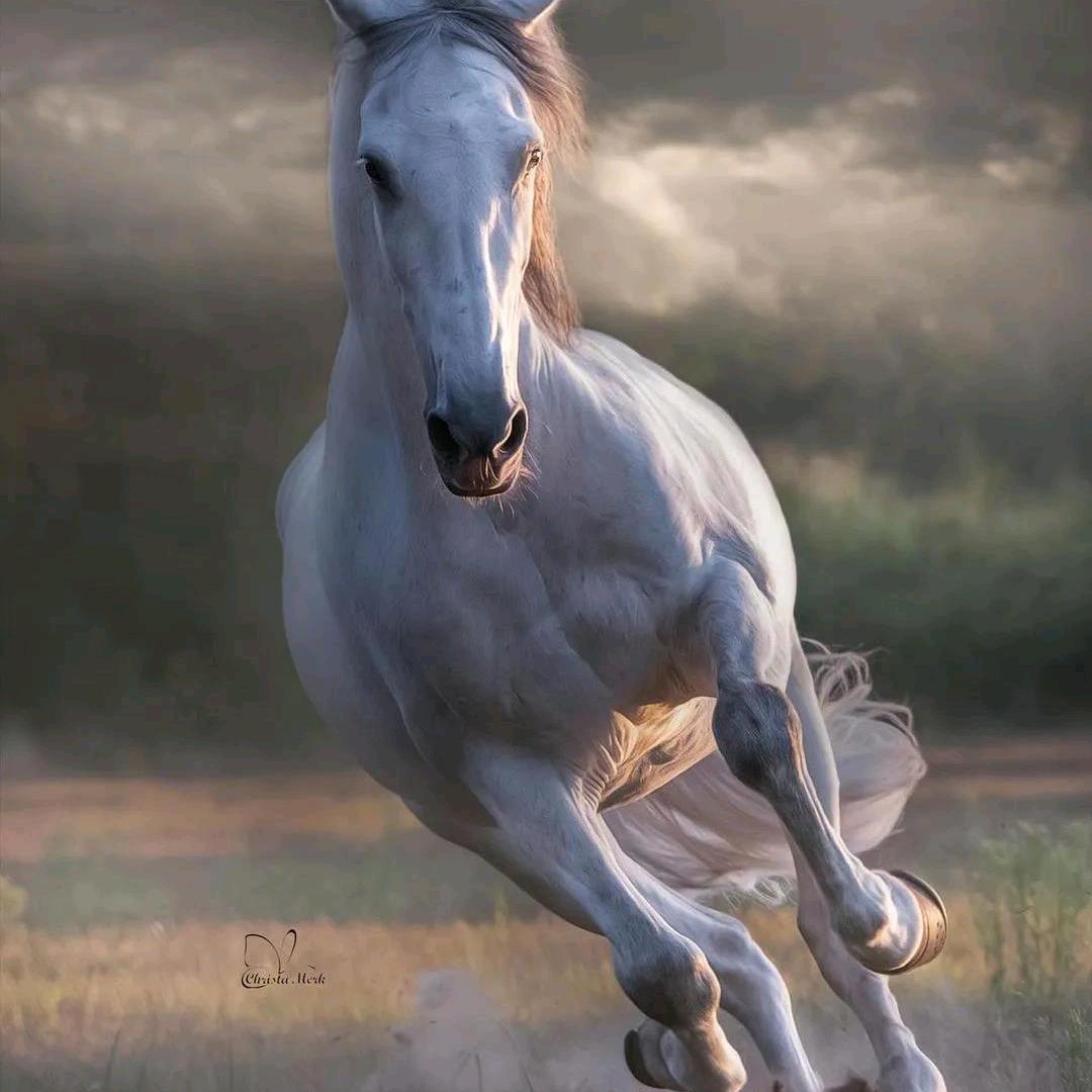 aKen（骏马奔腾）