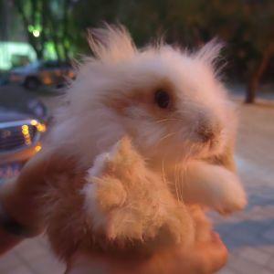 哈哈好家伙哈哈