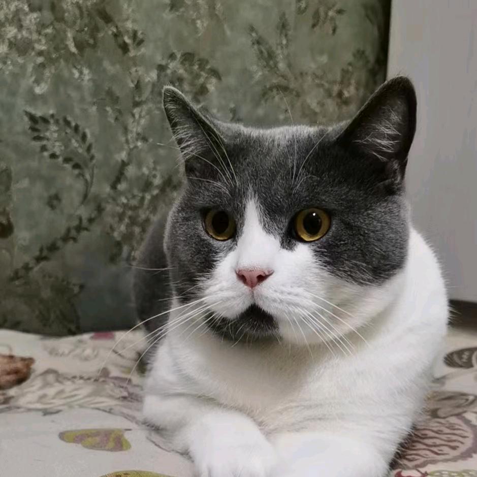 噼里啪啦皮卡丘