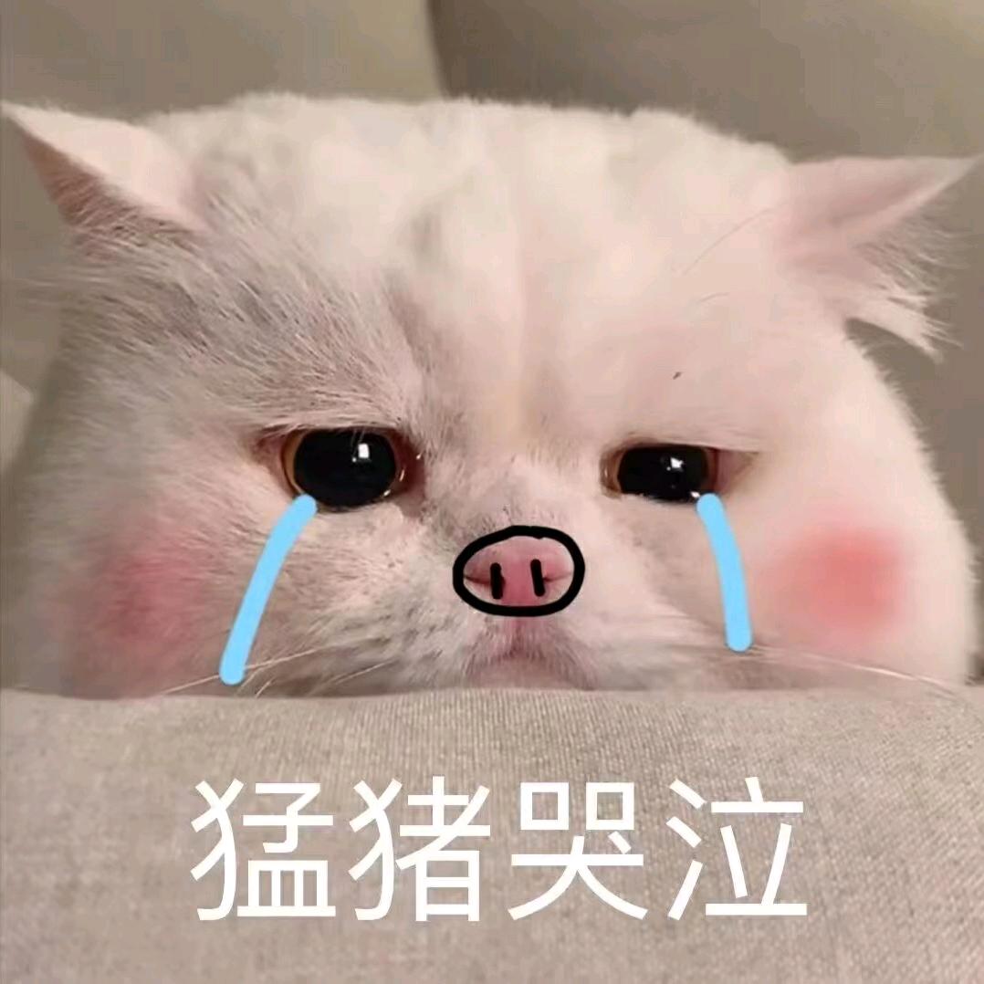 🐷🐷🐷