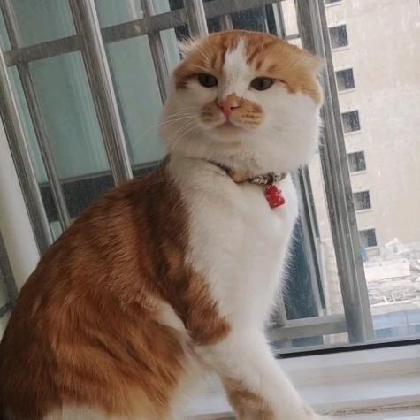 橘猫布丁