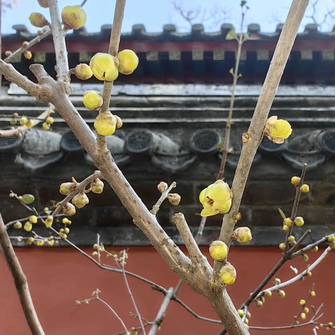 清清如水雁儿归