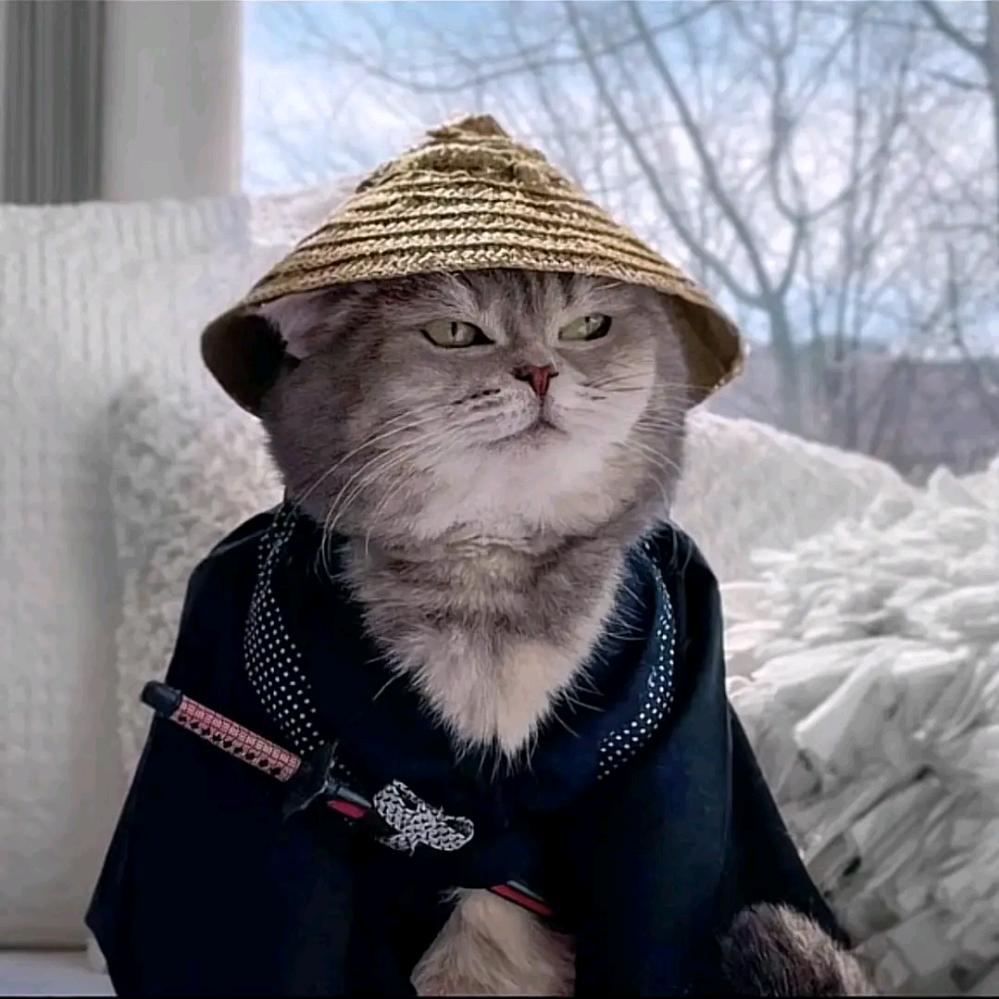 小猫仙