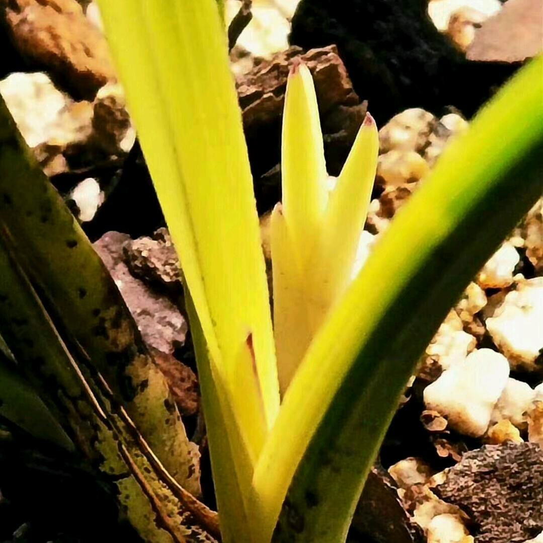 和天下兰花培育园