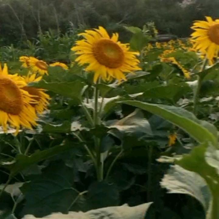 暖心向阳