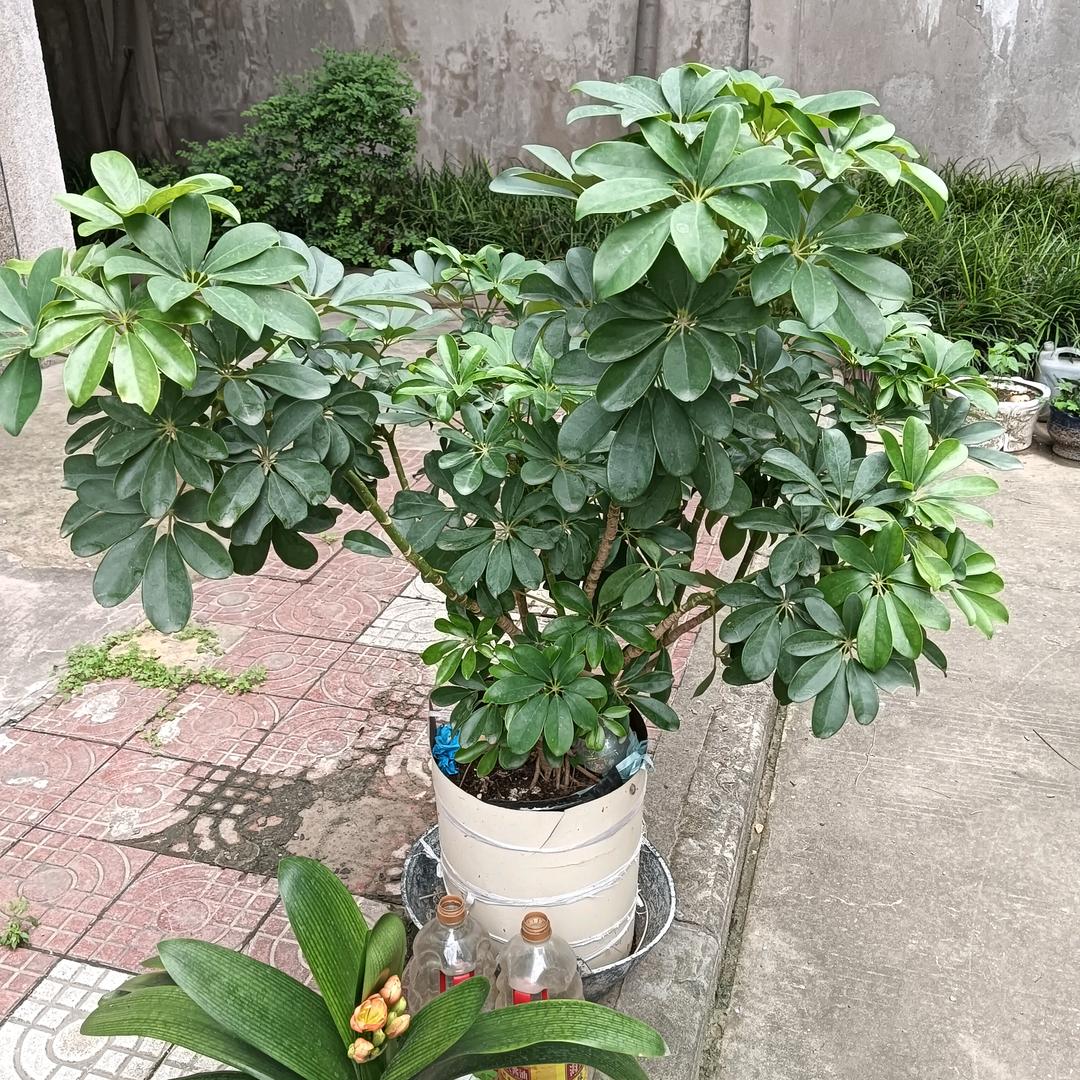 善良不容易
