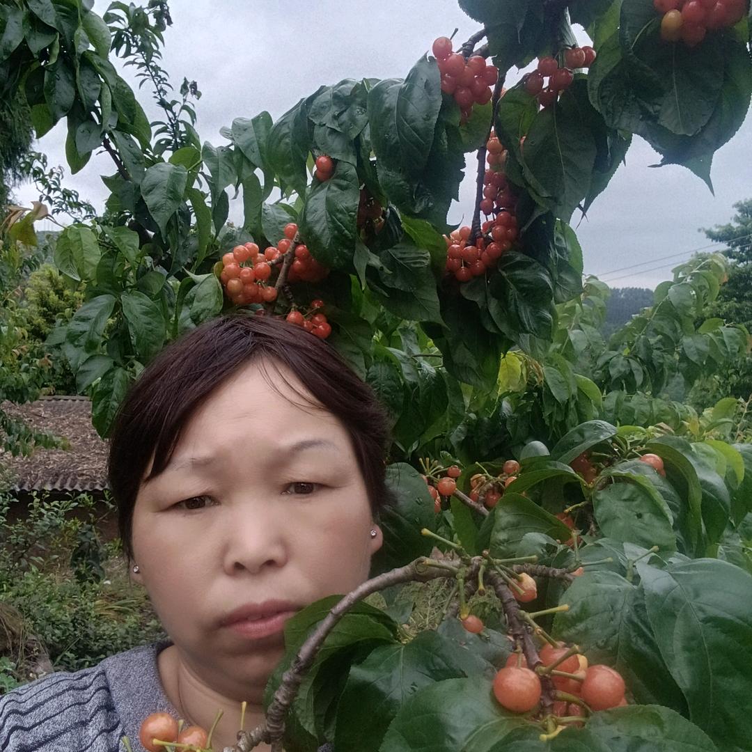 等候的燕子