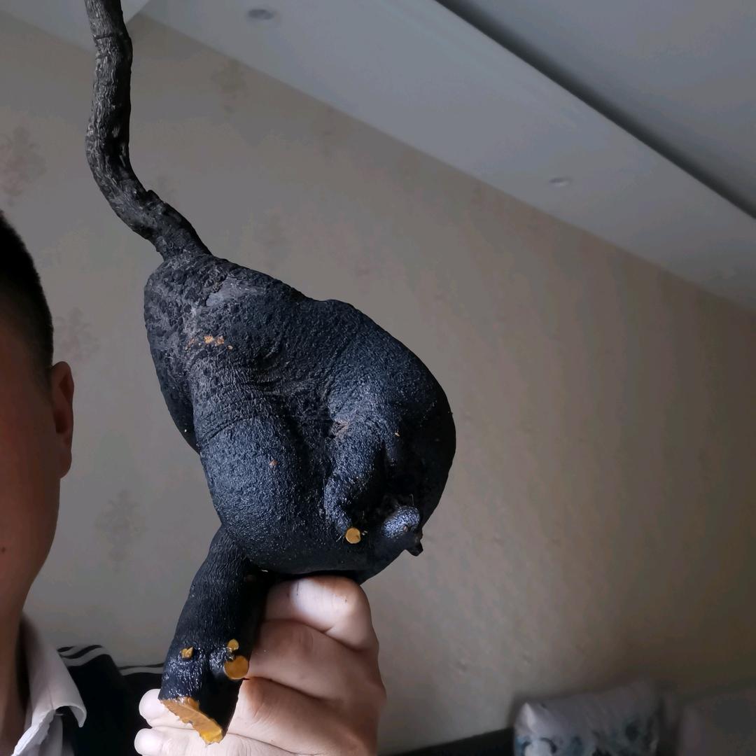 月亮砍树金弹子盆景