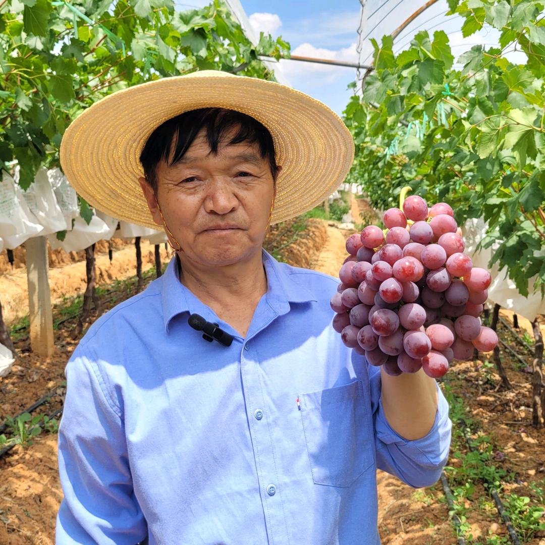 解明坤聊葡萄