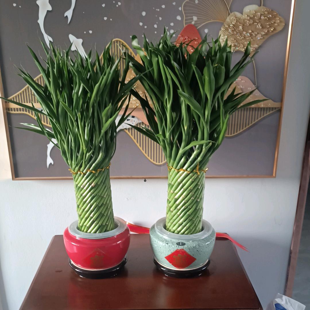 树叶红((🍁⥎🍁))