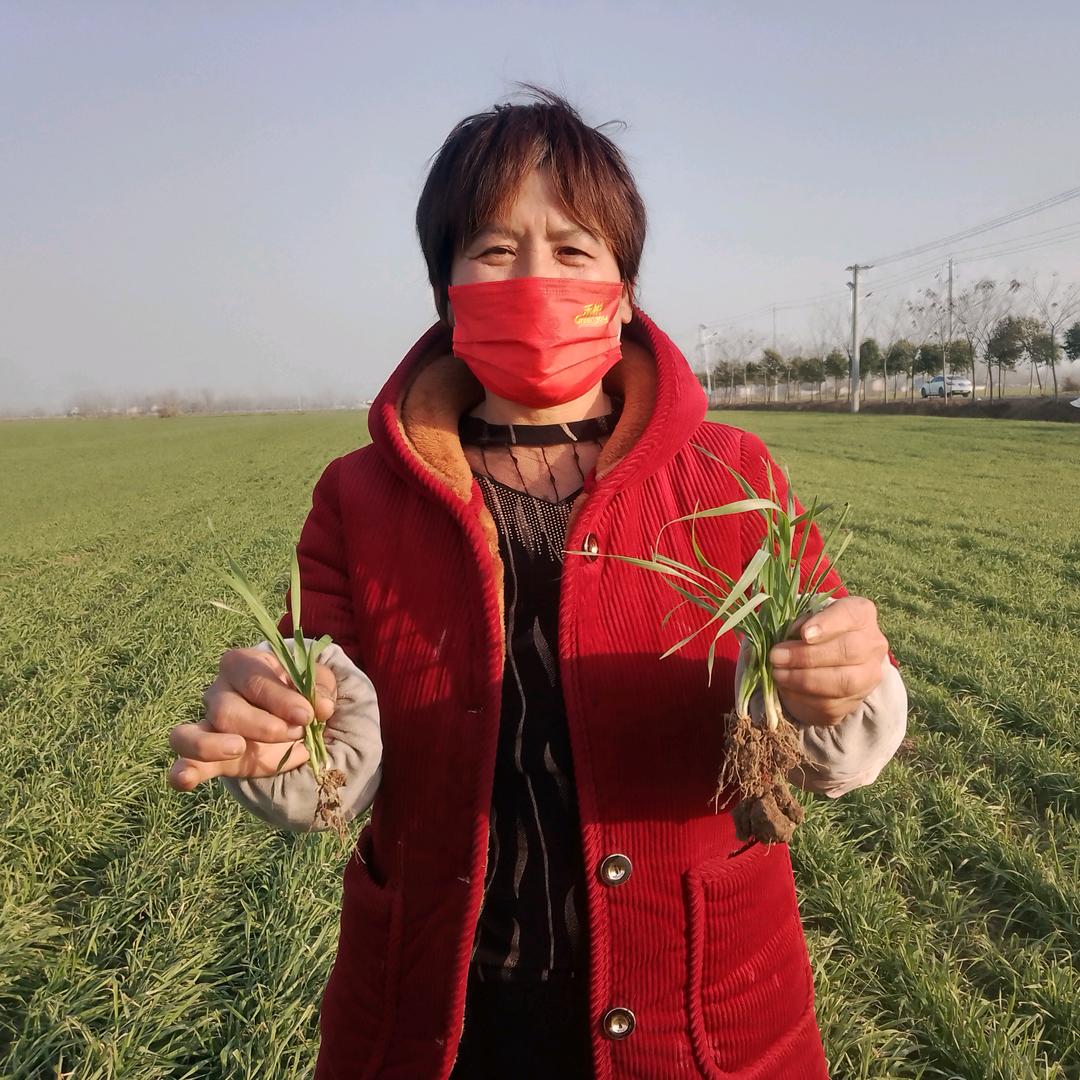 孙疃镇桥北农资