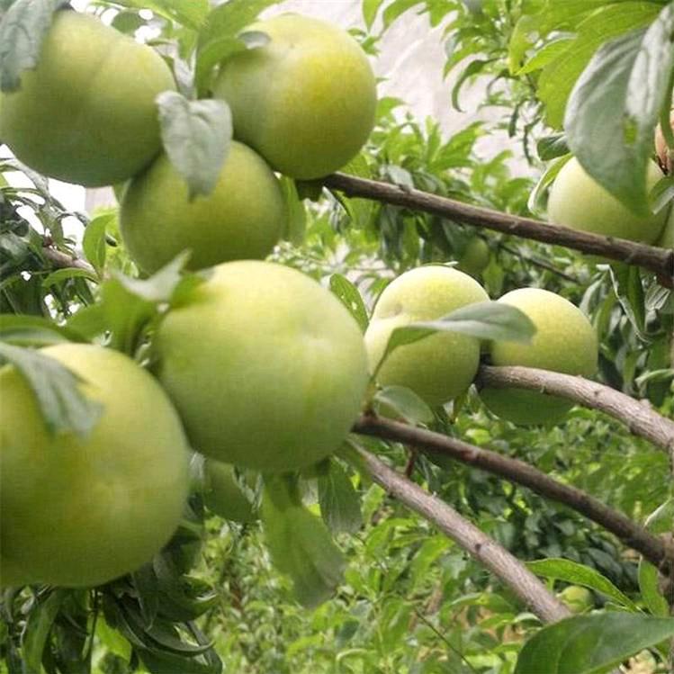农村馮火火