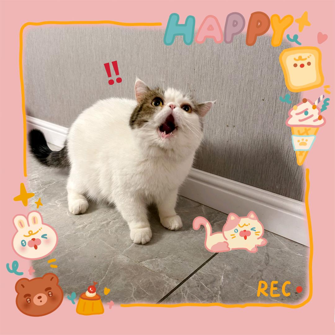 肥喵招财🐱🎋