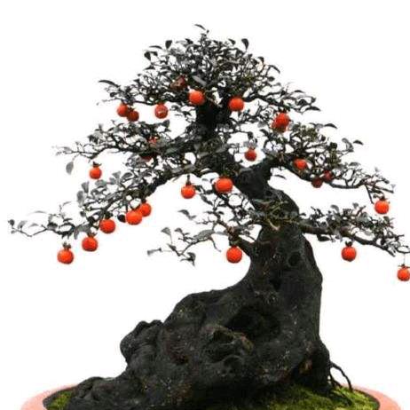 雪英绿植个体店