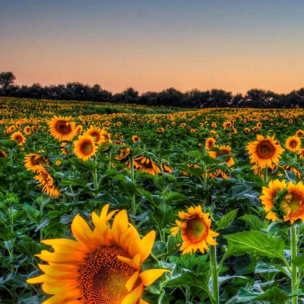 ❤️淡然若水❤️