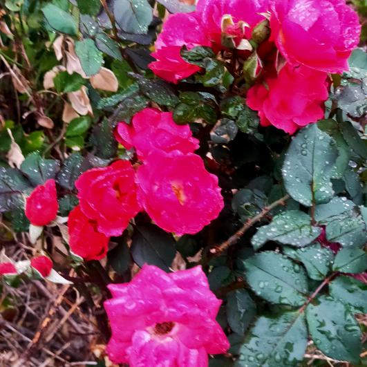 女人无情便是王👑