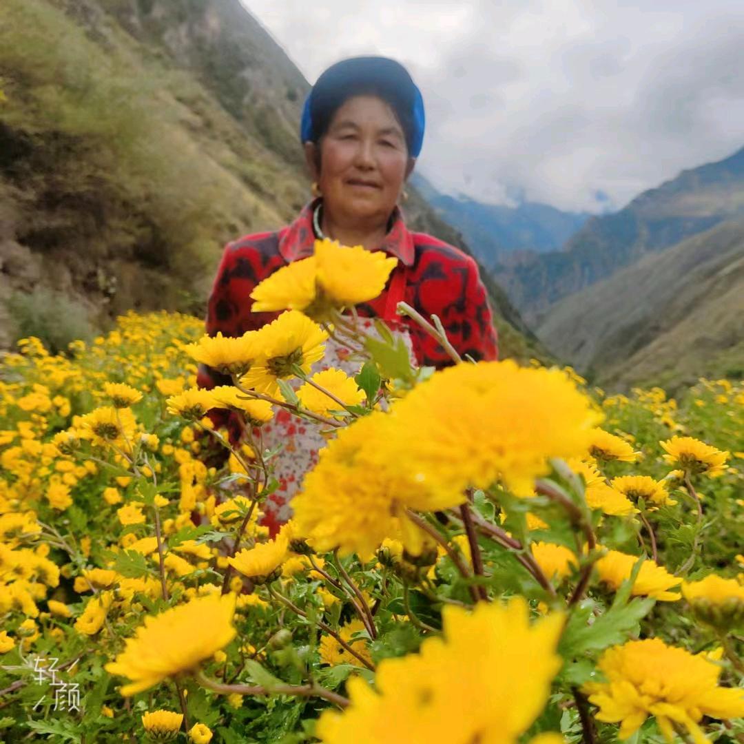 小金土蜂蜜  药菊