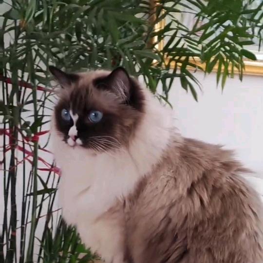 家有笨猫