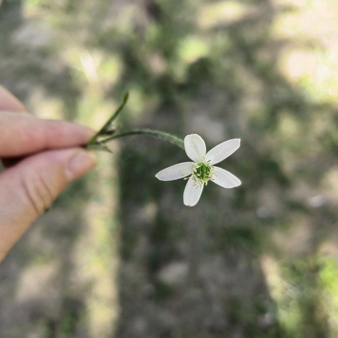 🌸清扬🍂婉兮🌸🌻🌻🌻