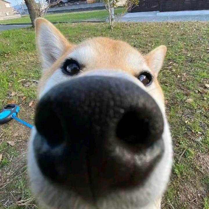 短惜（鸡翅绝活哥）