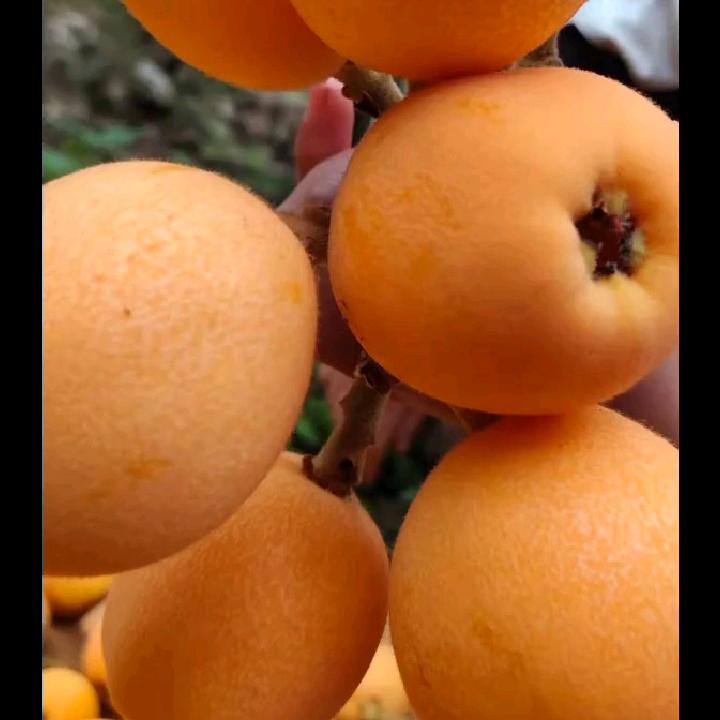 尝尝鲜水果，零售，快递，批发，代办。