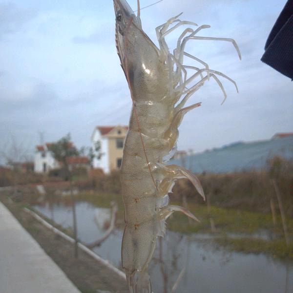 养虾人潘哥