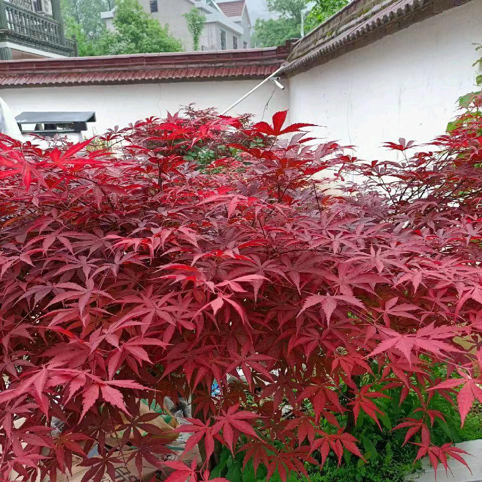 一生平安。