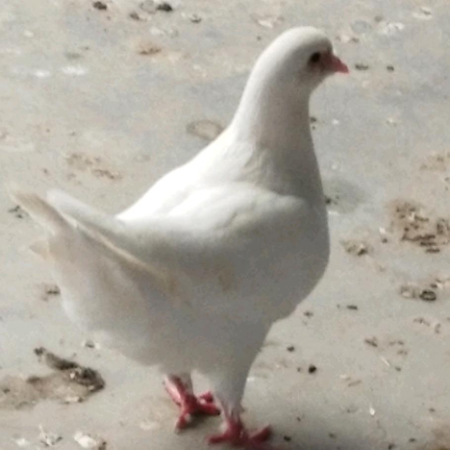 华