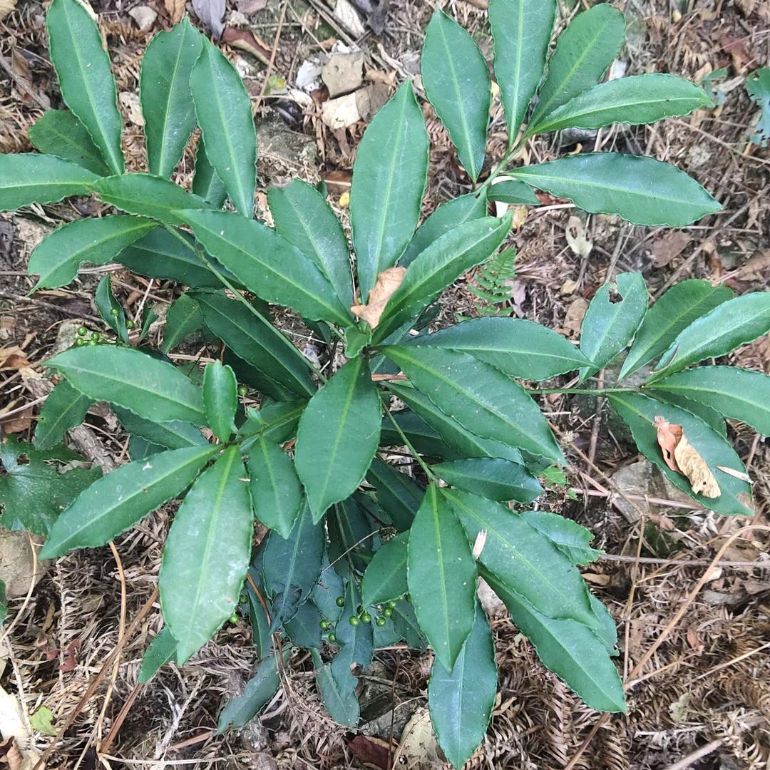 农村百草记