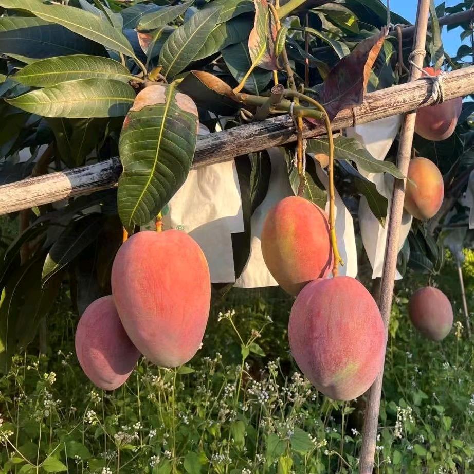 水果代言人~强强