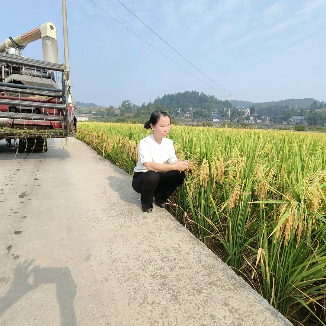官田辣支书杨琴