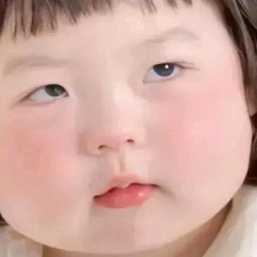 皮皮猪