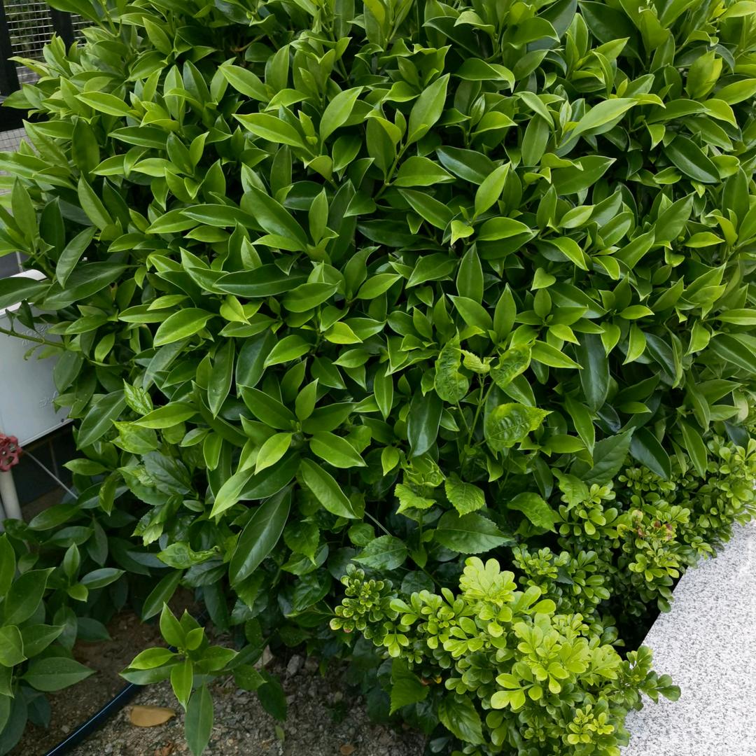 小白杨aa头像