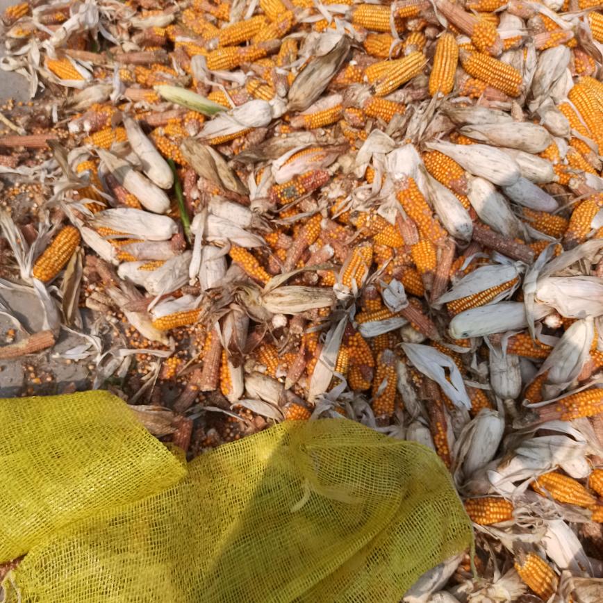 kuang