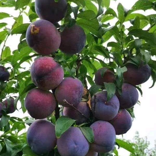 桃李满天下之八零后农民种植合作社