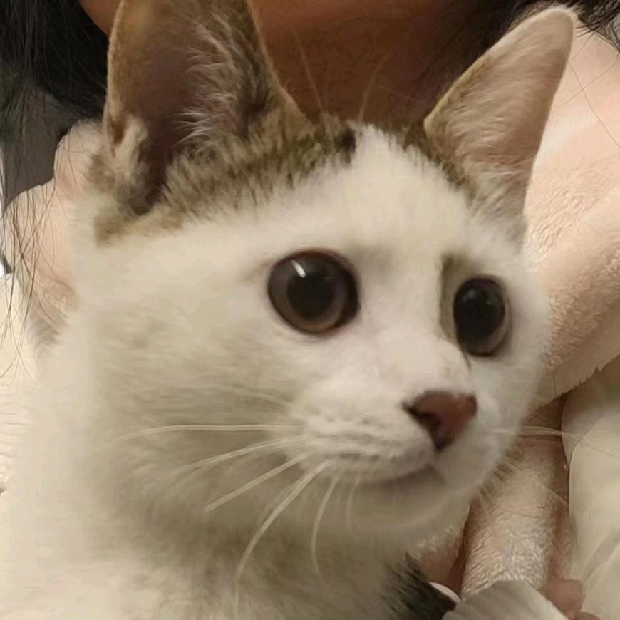 小呆猫不吃鱼