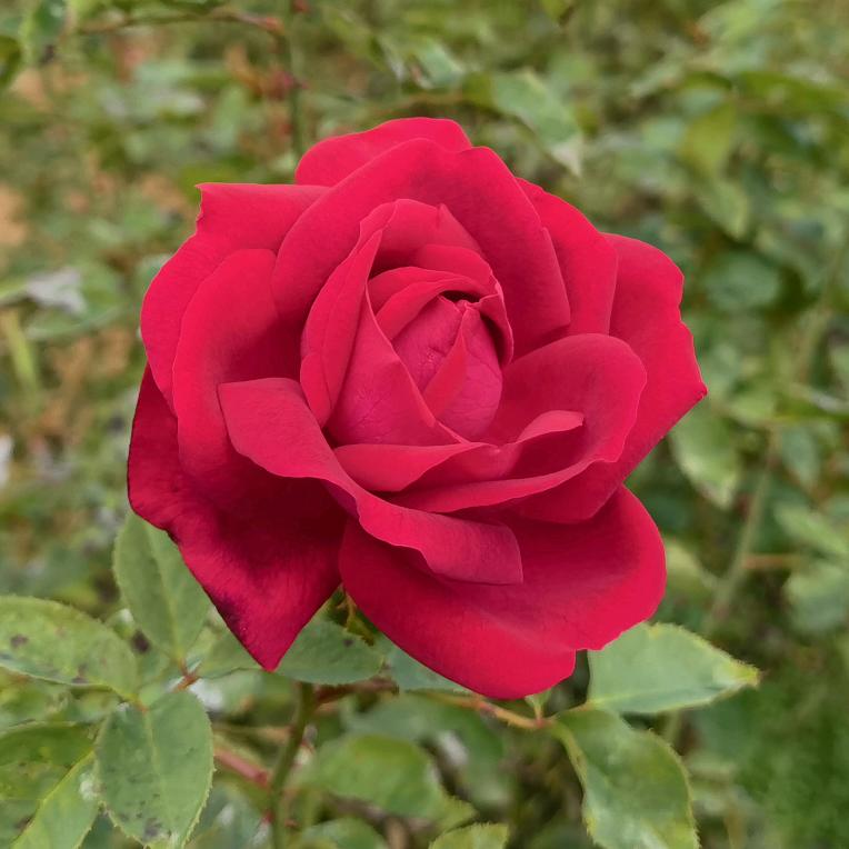 八玫昆明购后商贸有限责任公司护肤专卖店