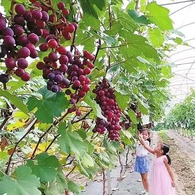 德彪农资（服务三农）