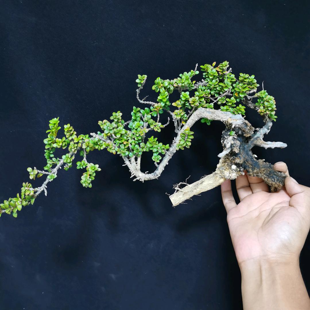 菜花大盗