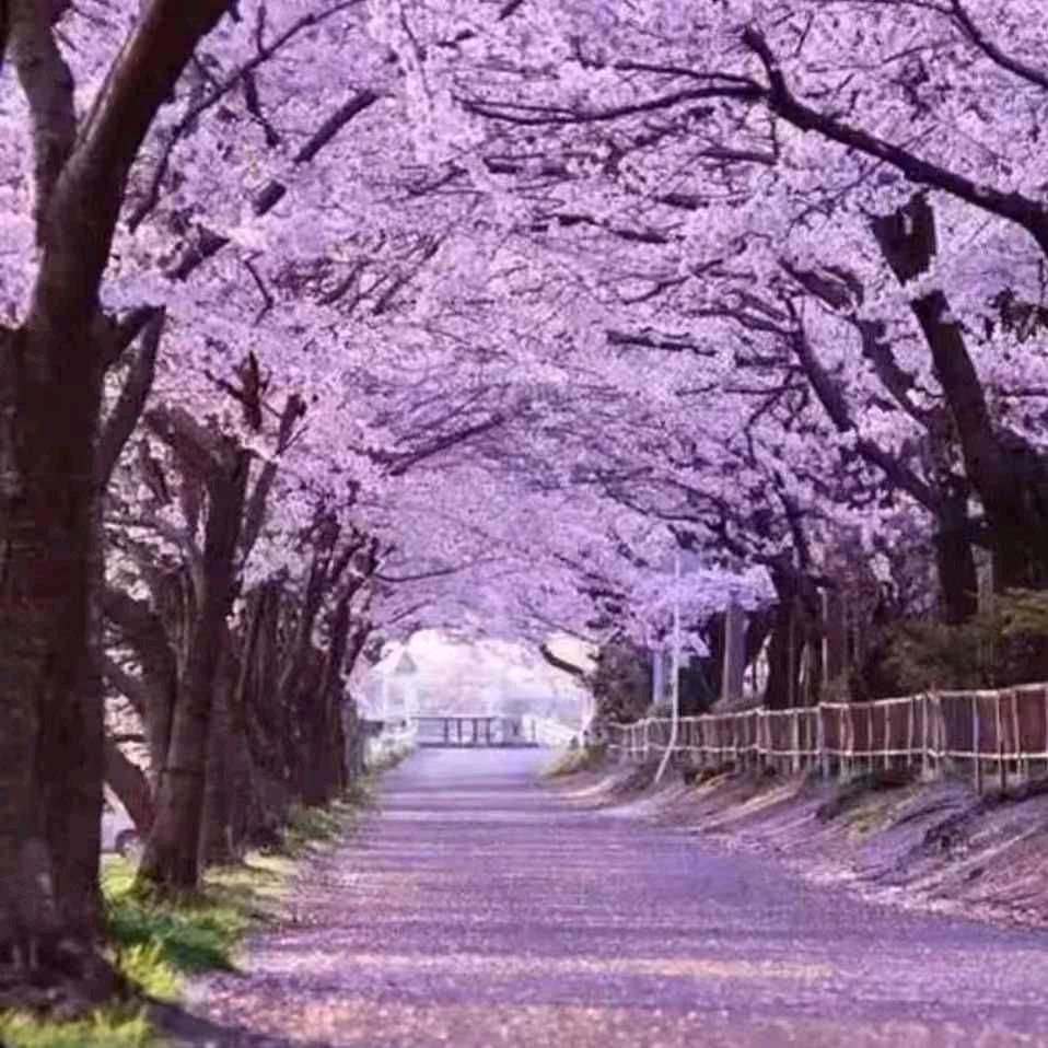 武陵山中蜂
