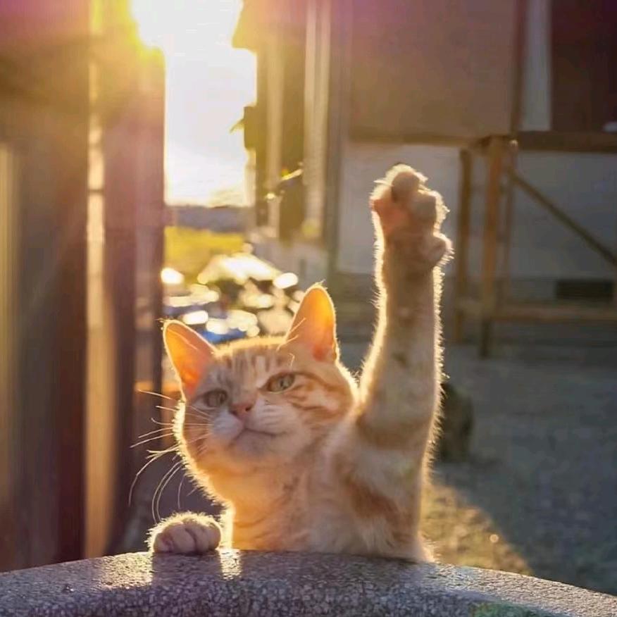 稳稳当当橙小茗