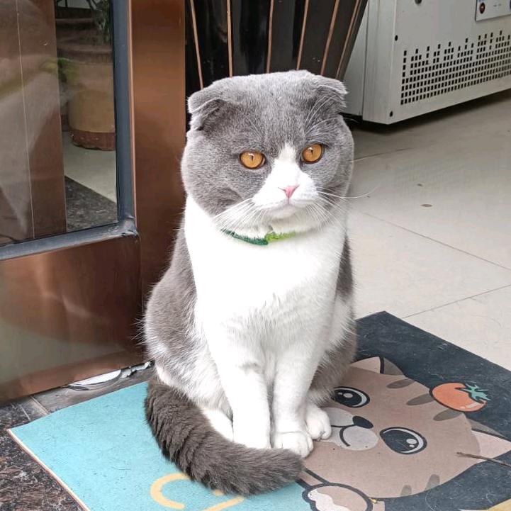 老朱 *