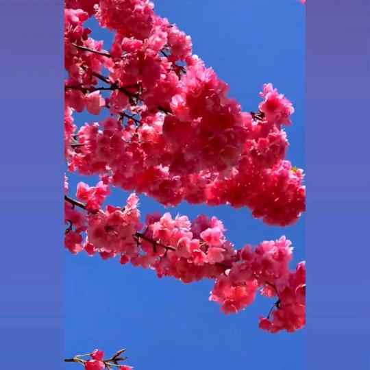 💐梦🐲郎💐🌻
