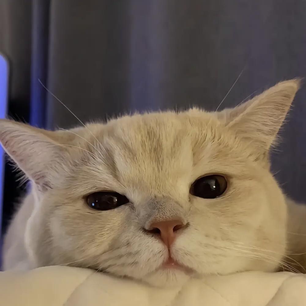相见时