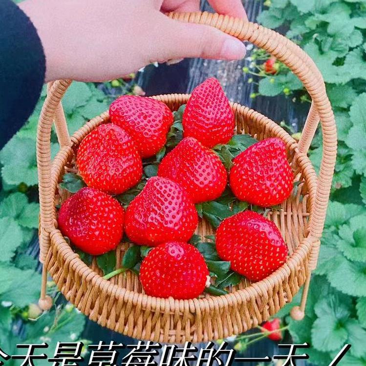 藍紫微