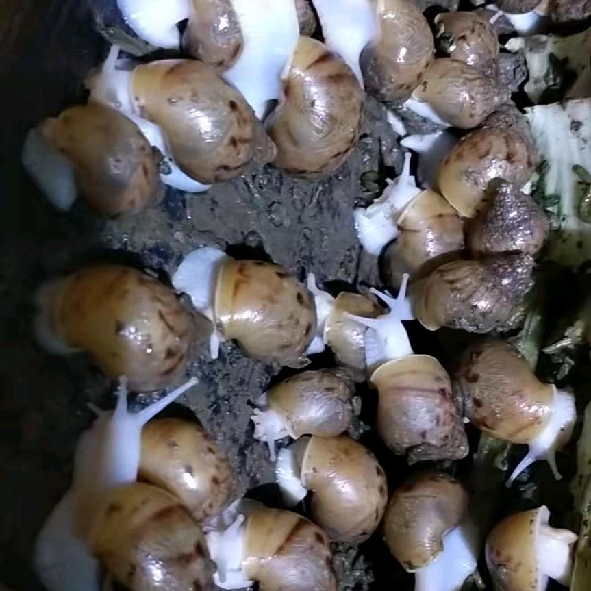 嘉兴白玉蜗牛