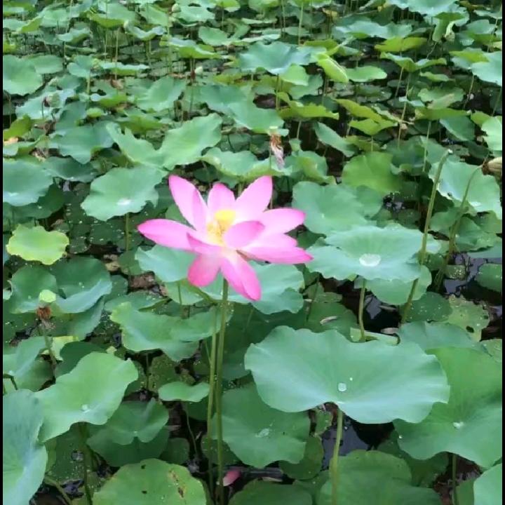 诗海情歌
