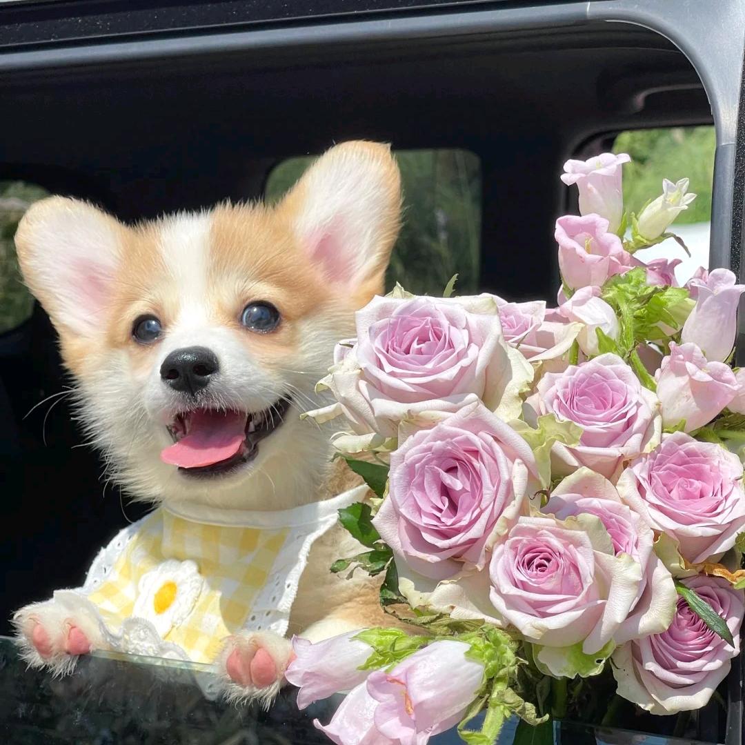 芋泥波波