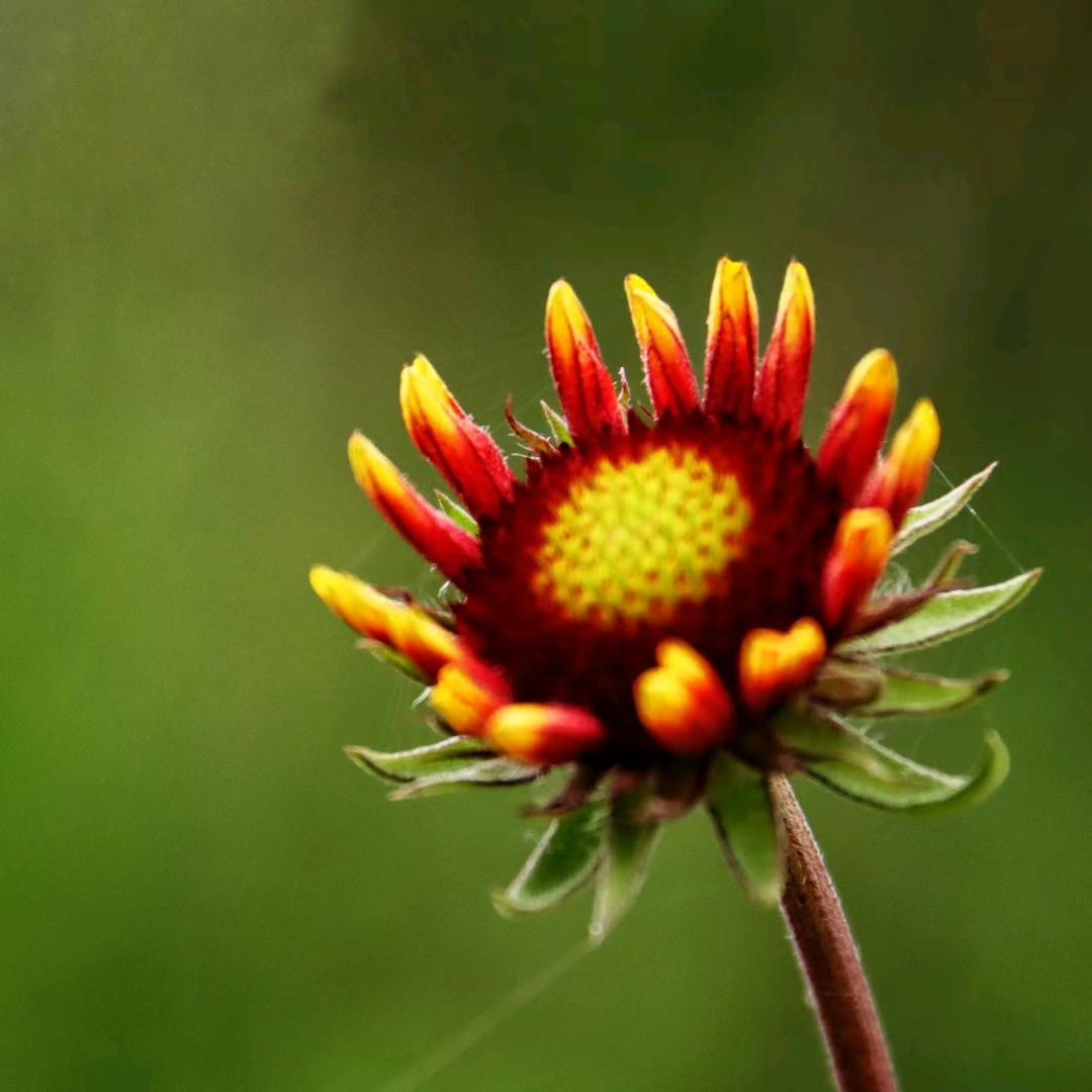 向阳☀️而生🌻
