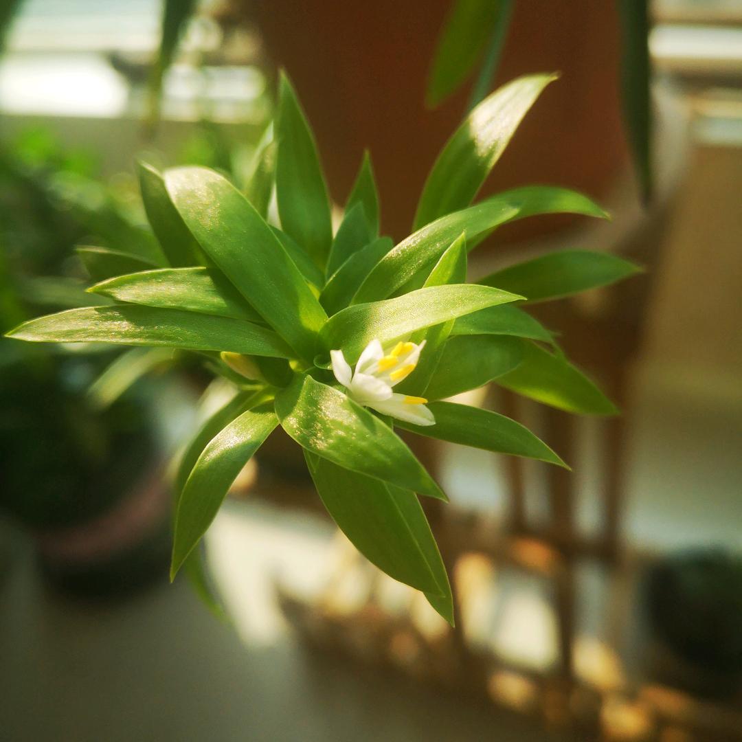 藤萝系甲1007